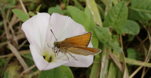 Atlas de la Biodiversité Communale – 2025